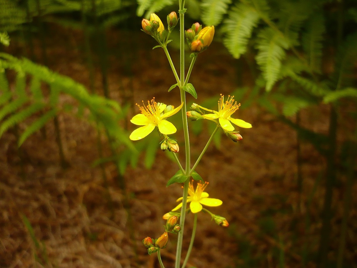 Hypericum pulchrum (Hypericaceae)